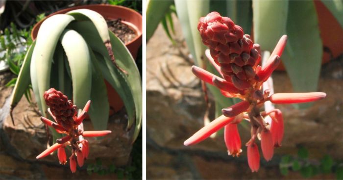 Aloe corallina | PlantZAfrica